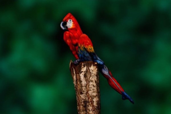 Papoušek, který je ve skutečnosti člověk (Johannes Stroetter)