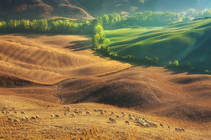 Krásné fotky, toskánské krajiny a stáda ovcí_11