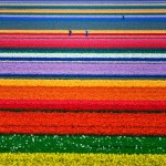 Tulipánové pole, Nizozemsko