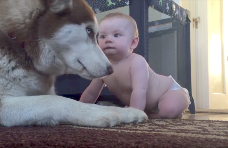 Husky se před chlapečkem, snažil chovat drsně. Ale když se ho dítě dotkne, podívejte se, co se stane!