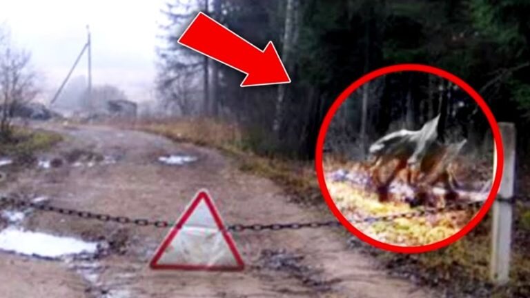 Nález vědců v lese okolo Černobylu šokoval celý svět