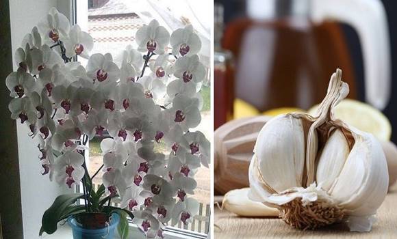 Česnek je elixír pro orchideje – pokud ho vyzkoušíte, vytvoří až 50 květů za jediný měsíc!