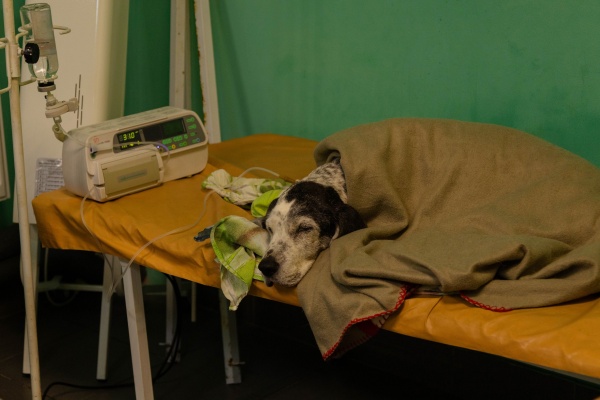 Veterinář sdělil smutnou skutečnost: takhle se cítí vaši mazlíčci když jsou  uspáni. Tuto informaci by měl znát každý, kdo má domácího mazlíčka