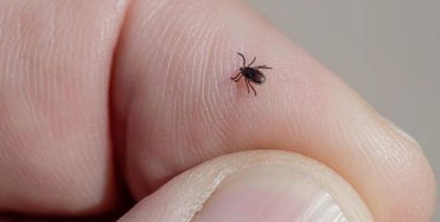 Klíšťata se začínají probouzet: Smíchejte tyto 2 INGREDIENCE a už se vás nikdy nedotknou!
