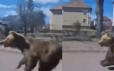 Nečekaná návštěva: Medvěd způsobil poprask v srdci slovenského města!