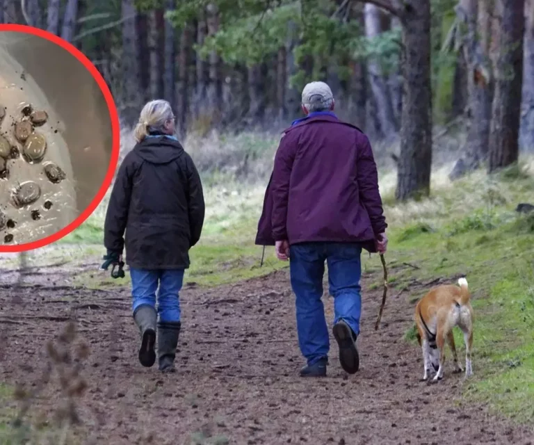 Při procházce lesem se podíval na kalhoty a ztuhl. Černé skvrny na kalhotách jsou ve skutečnosti život ohrožující. To se může stát každému