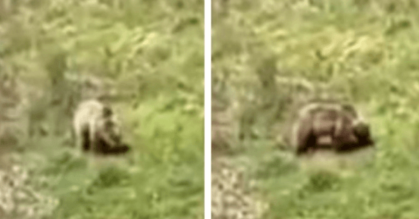 Slovensko: Před chvílí bylo zveřejněno Video medvěda blízko lidského obydlí