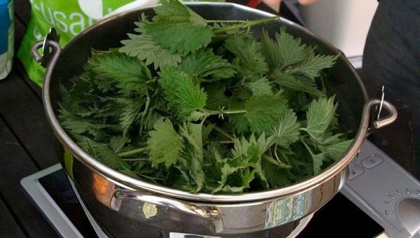 Kopřivový sirup: nejlepší lék na čištění krve