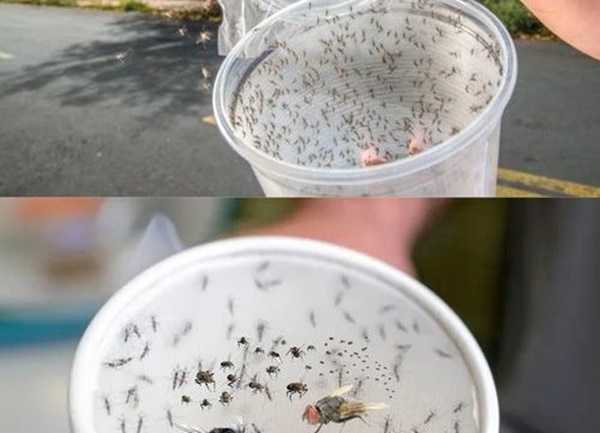 Stačí dát do kuchyně a všechny mouchy, komáři a brouci zmizí