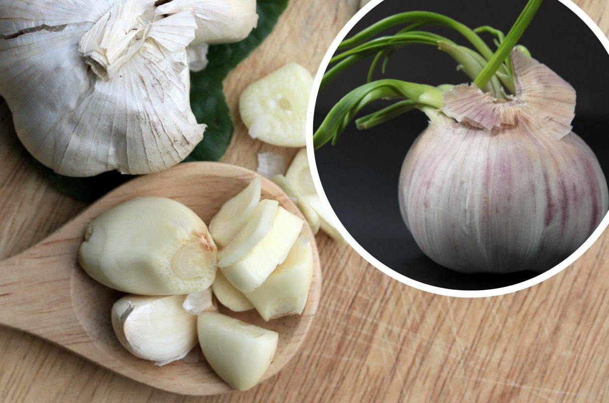 Nechápala jsem, proč moje babička klíčí česnek. To je skutečný důvod, proč byste měli každý den klíčit 1 stroužek česneku