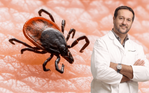 Klíště přenese virus encefalitidy už dvě hodiny po přisátí, varuje epidemiolog