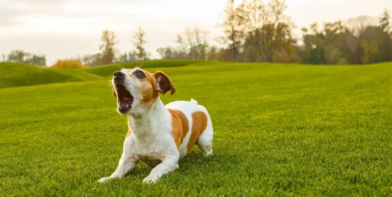 Proč pes na některé lidi štěká a na jiné ne?  Odpověď veterinářů PŘEKVAPÍ