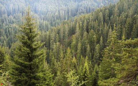 Lesy jsou ještě důležitějšími hráči v boji proti změně klimatu než jsem si mysleli