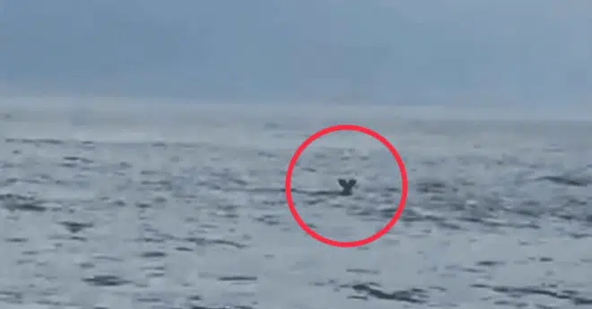 Rybáři si všimli podivného objektu uprostřed moře. Když se k němu přiblížili, nemohli uvěřit vlastním očím!