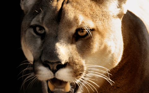 Tragédie v Zoo u Brezna: Šelma zabila muže (†63)