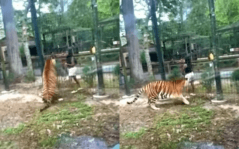 Neuvěřitelné štěstí: Návštěvník Zoo vyšplhal k tygrům a zázračně unikl bez zranění
