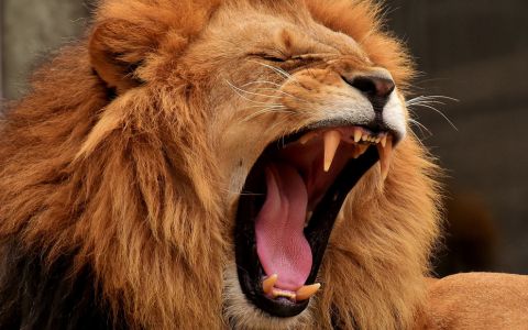Tragédie v zoologické zahradě: Ředitelku roztrhali tři lvi