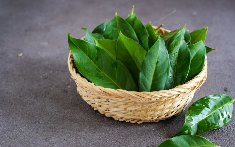 Jak bobkový list ovlivňuje krevní cukr a cholesterol