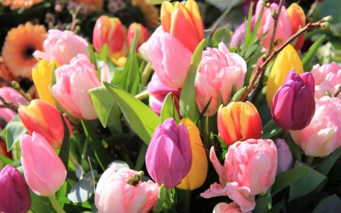 Říjen je ideální čas pro výsadbu tulipánů