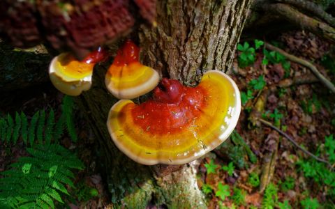 Reishi – Lesklokorka lesklá: Houba mládí a dlouhověkosti