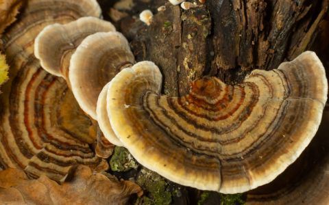 Coriolus: léčivá houba s širokými účinky na zdraví