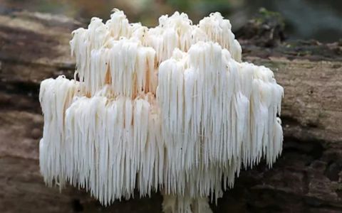 10 nejpůsobivějších účinků Hericia na mozek a tělo