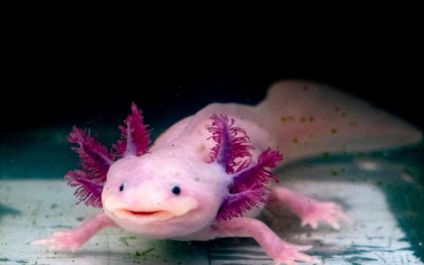 Mohou axolotlové pomoci lidem žít déle? Fascinující výzkum to naznačuje