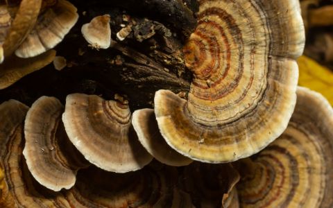 Polyporus (Choroš oříš): Cenná houba s jedinečnými účinky na lidské zdraví