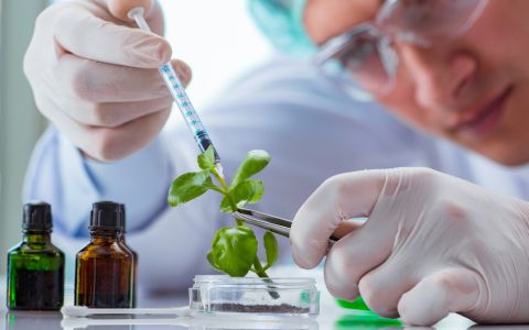 Cordyceps, hmyz a rakovina: Jak kombinace houby s hmyzem může znamenat průlom v léčbě