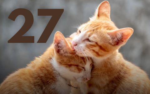 27. října: Číslo 27 přinese spoustu lásky 4 znamením!