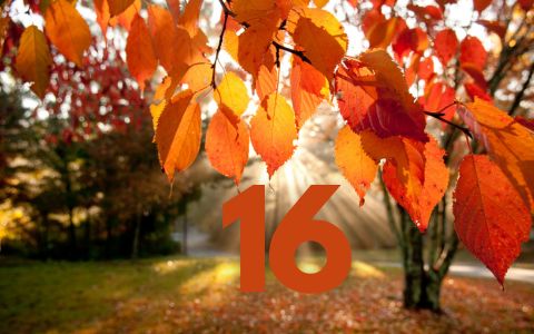 16. listopadu: Číslo 16 ukáže cestu štěstí 4 znamení zvěrokruhu!
