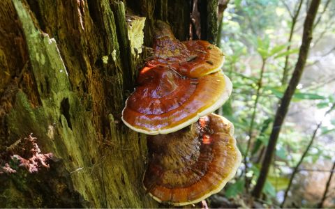Houba Reishi: Přírodní elixír zdraví, dlouhověkosti a krásné pleti