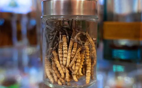 Cordyceps: Zjistěte, proč je tato houba dražší než zlato