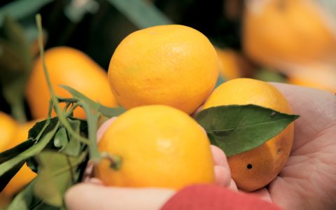 Tyhle mandarinky NEKUPUJTE – budou kyselé a se semínky
