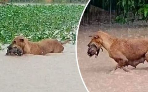 Dojemný příběh: Fenka zachraňuje své štěně před ničivou povodní