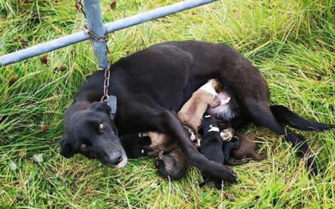Fenka připoutaná k zábradlí se šesti štěňaty byla zachráněna
