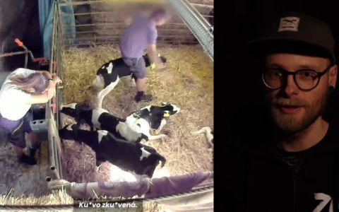 Brutální týrání telat na českých farmách: Šokující záběry odhalují krutou realitu
