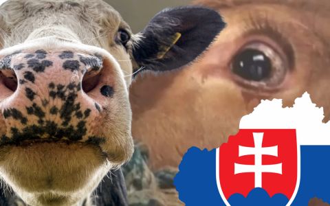 Na jihu Slovenska to vře: Zdravá zvířata na odstřel? Farmáři bijí na poplach