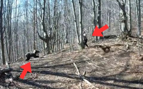 VIDEO: Nečekané setkání s medvědicí a mláďaty skončilo bojem o život