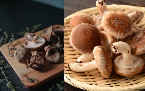Shiitake: Houba, která spojuje tradici s vědeckými důkazy