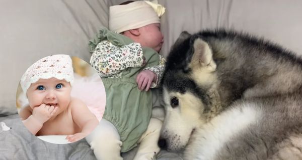 Miminko plakalo, dokud nepřišel husky: Jeho reakce dojala miliony lidí k slzám