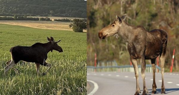 Miláček národa Los Emil: zlatý byznys v Rakousku, ale osud mu chystá smutný konec