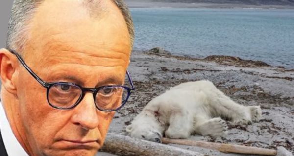 Němeceký kancléř Friedrich Merz měl zastřelit lední medvědici s mláďaty