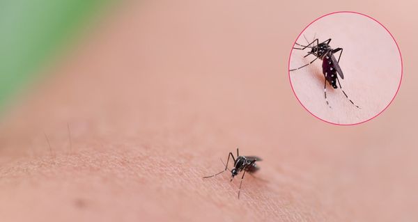 Nový druh komára dorazil i na Slovensko: Vědci varují před hrozbou tropických nemocí
