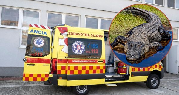 Slováci a jejich nejkurióznější úrazy roku 2025: Kousnutí aligátorem, hadem… a statistika, která překvapila