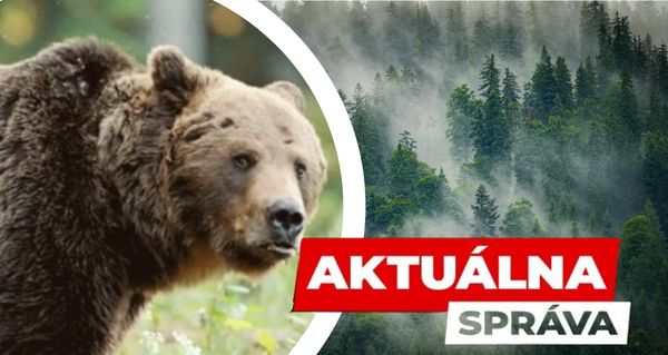 HOROR V LESE NA SLOVENSKU! První letošní útok medvěda – muž bojuje o zdraví, šelma byla zastřelena!