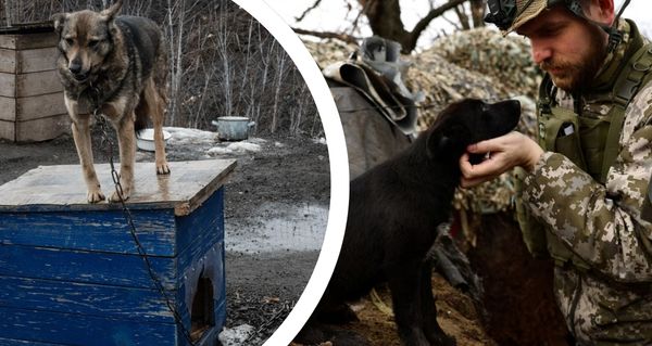 Válka mění i zvířata: Psi u fronty na Ukrajině začínají připomínat své divoké předky