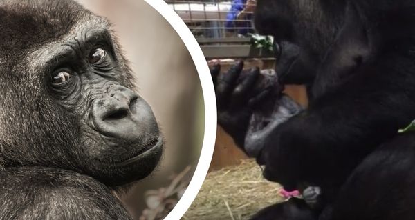 Dojemný okamžik v zoo: Gorilí matka přivítala mládě prvním „polibkem“