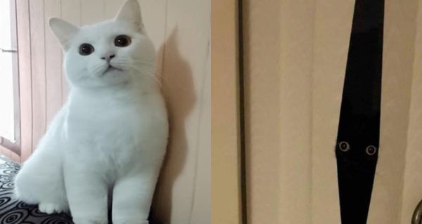 Není to jen mazlíček? Kočky prý dokážou ovlivnit vaši karmu