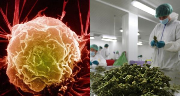 Německá studie: Marihuana posiluje imunitní systém a zabíjí rakovinné buňky